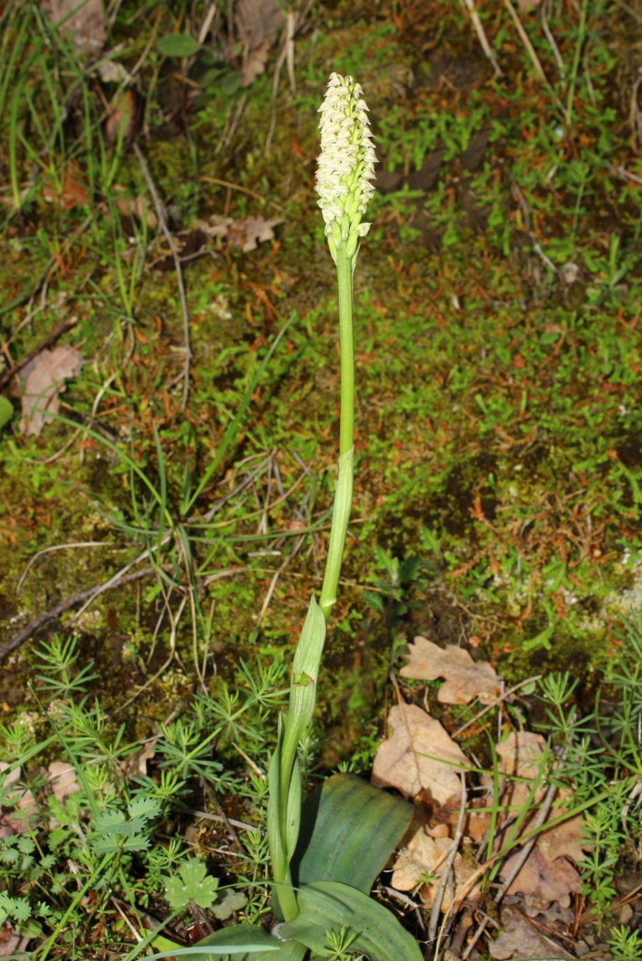 Orchidee dell''Imperiese
